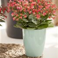 Kalanchoe manginii