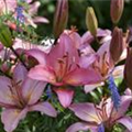 Lilium, duftend