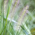 Pennisetum alopecuroides