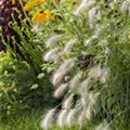 Pennisetum alopecuroides 'Hameln'