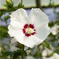 Hibiscus syriacus 'Red Heart'