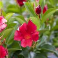 Mandevilla sanderi 'Rio Deep Red'