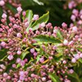 Kalmia latifolia 'Bridesmaid'