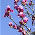 Magnolia liliiflora 'Nigra'