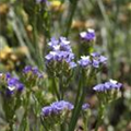 Limonium sinuatum