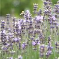 Lavandula angustifolia 'Munstead'