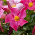 Mandevilla sanderi 'Sundaville'®