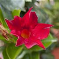 Mandevilla sanderi 'Sundaville® Red'