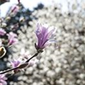 Magnolia liliiflora 'Betty'