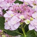 Hydrangea macrophylla You & Me 'Forever'®