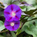 Ipomoea tricolor