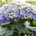 Hydrangea macrophylla You & Me 'Romance'®