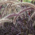 Pennisetum setaceum