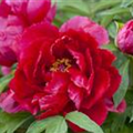 Paeonia lactiflora