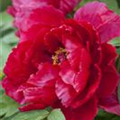 Paeonia lactiflora, rot