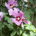 Hibiscus syriacus 'Woodbridge'