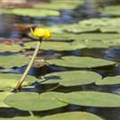 Nuphar lutea