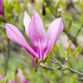 Magnolia liliiflora 'Ricki'