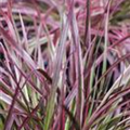 Pennisetum setaceum 'Fireworks'(s)