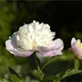 Paeonia lactiflora 'Bowl of Beauty'