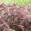 Pennisetum setaceum 'Rubrum'