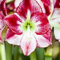 Hippeastrum