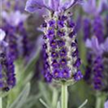 Lavandula stoechas