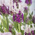 Lavandula stoechas 'Butterfly Garden'®