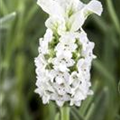 Lavandula stoechas, weiß