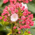 Kalmia latifolia 'Peppermint'