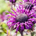 Monarda fistulosa 'Prärienacht'