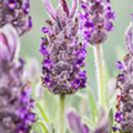 Lavandula stoechas 'Anouk'