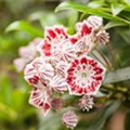 Kalmia latifolia var. myrtifolia 'Minuet'