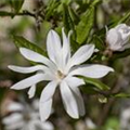 Magnolia stellata