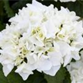 Hydrangea macrophylla, weiß