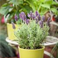 Lavandula stoechas 'Anouk Dark Purple'