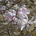 Magnolia stellata 'Dawn'