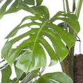 Monstera obliqua