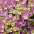 Hydrangea 'Magical'® Four Seasons