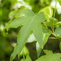 Liquidambar styraciflua 'Slender Silhouette'