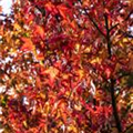 Liquidambar styraciflua 'Worplesdon'