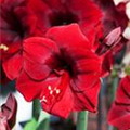 Hippeastrum, rot