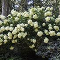 Hydrangea paniculata