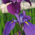 Iris ensata