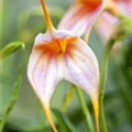 Masdevallia