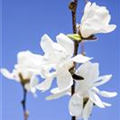 Magnolia stellata 'Waterlily'