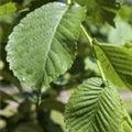 Morus alba 'Pendula'