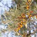 Hippophae rhamnoides 'Leikora'