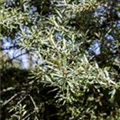 Hippophae rhamnoides 'Hikul'