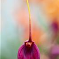 Masdevallia 'BellaVallia'®